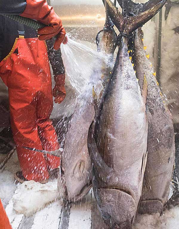 为什么臭氧对海鲜加工商如此有吸引力？