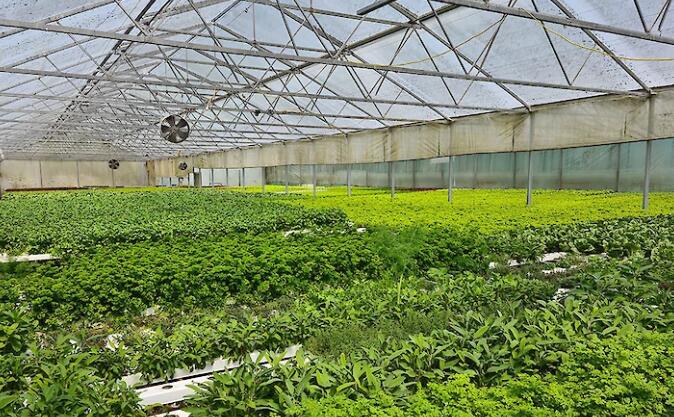 臭氧纳米气泡机在生菜NFT水培系统中生长试验