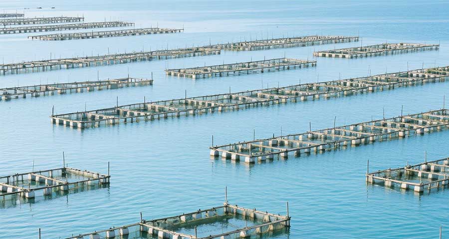 臭氧发生器处理海水养殖尾水原理及效果